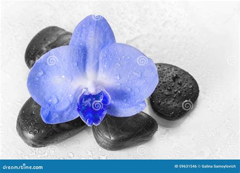 Blauwe Orchidee Met Bezinning In Water Stock Foto Image Of Decoratief