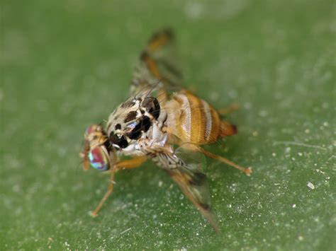 Development Of Fruit Fly Control Strategies International Pest