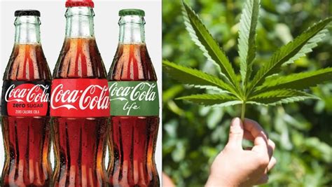 Cincinnati reds coca cola promo koozie beer wrap sga rare. Coca-Cola In Talks With Marijuana Company to Make Cannabis ...