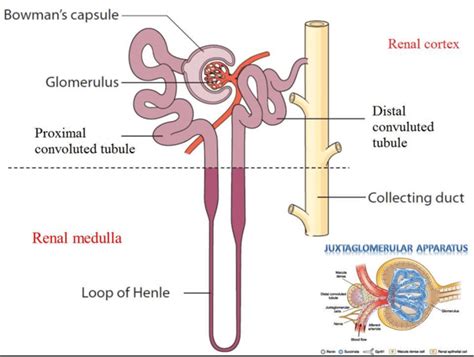 Nephron Power Concept Map Hyponatremia A More Modern