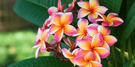 Tropical Flowers That Grow In Florida