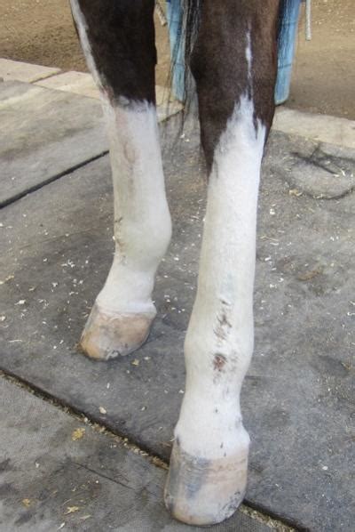 Lymphangitis And A Non Healing Wound Graphic Warning The Horse Forum