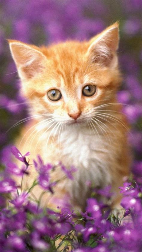 109332 Best Images About Adorable Animals On Pinterest Cat Breeds