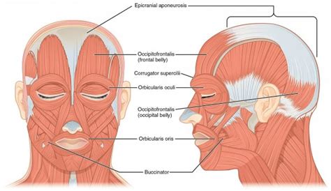 Muscles Of Facial Expression Meddists