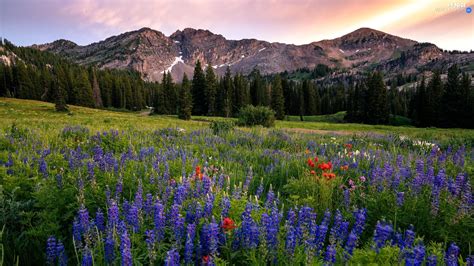 Viewes Mountains Flowers Lupine Meadow Trees Nice Wallpapers