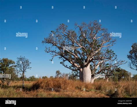 Boab Tree Adansonia Gregorii In Kimberly Region Of Western Australia