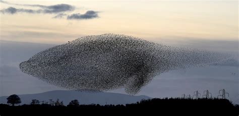 Starling Murmurations In Pictures Starling Birds In The Sky