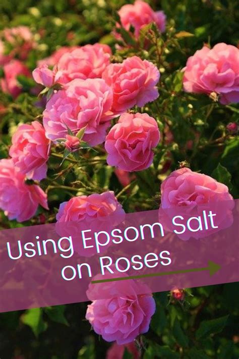 Using Epsom Salt On Roses Epsom Salt For Roses Gardening For Beginners Planting Herbs