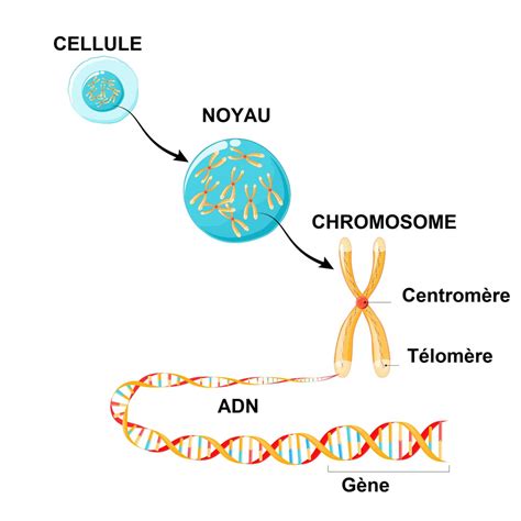 Chromosome Définition Structure Simple Double Schéma