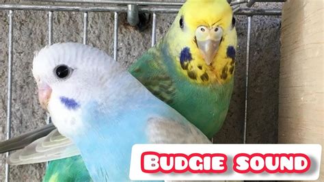 Budgie Sounds For Lonely Birds To Make Them Happy Parakeets Chirping