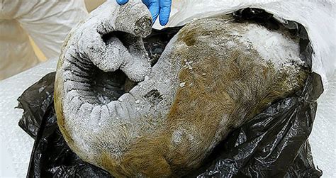 Russian Lab Seeks Funds To Bring Back Woolly Mammoths