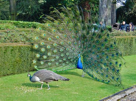 Filepeacock Wooing Peahen Wikipedia