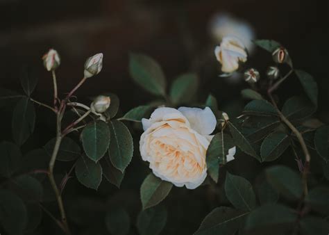 A White Rose Is Blooming On A Branch With Green Leaves In The Foreground