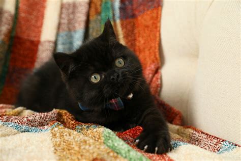 Hocus Pocus Black Exotic Shorthair Persian Kitten For Salepersian