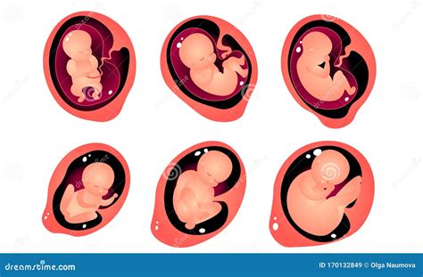 Fases De Desarrollo De Embriones En Ilustraci N Vectorial De Vientre