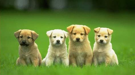 Cute Puppy Hd Images Pixelstalknet