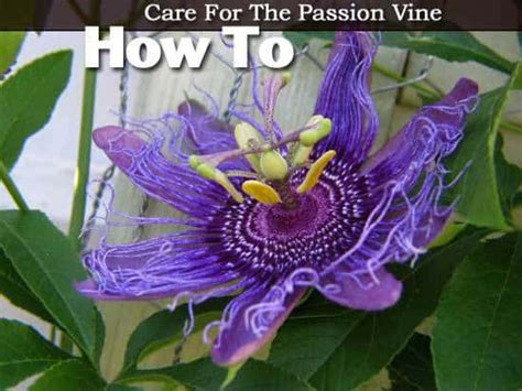 Passion Flower Vine Growing The Passiflora Plant Care