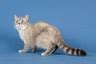 Selkirk Rex Cats Breed Information Temperament Size Price Pets4Homes