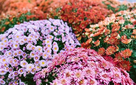 How To Care For Chrysanthemums 6 Things You Need To Know About Mums
