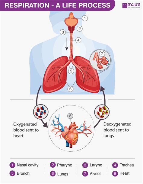 Respiration Types And Process Of Cellular Respiration In Humans