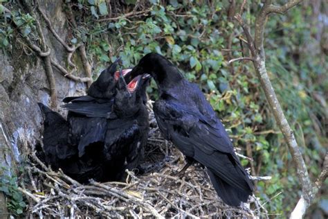 What Kind Of Nests Do Crows Make Animals Momme