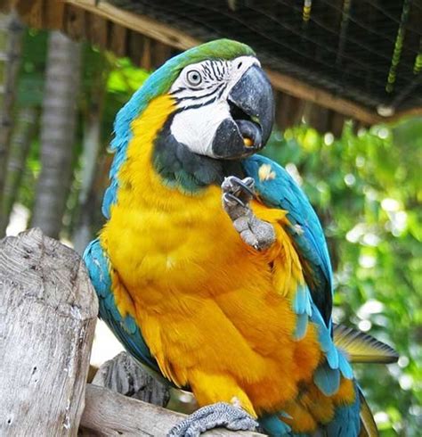 Blue And Gold Macaw Facts Habitat Food And Care Ara Ararauna