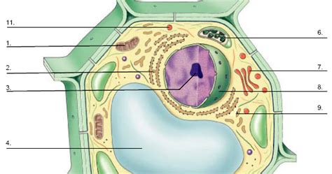 We did not find results for: Diagram Quiz on Plant Cell | Biology Multiple Choice Quizzes