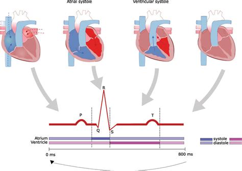 Junctional Rhythm The Definitive Guide Biology Dictionary