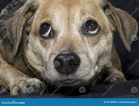 Perro Triste Foto De Archivo Imagen De Canino Estudio 49120990