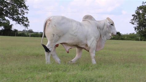Mr V8 3748 Br Cutrer Brahman Country Bull Sale 2019 Youtube