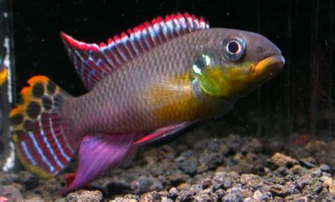 Kribensis Cichlid Complete Care Guide Learn The Aquarium