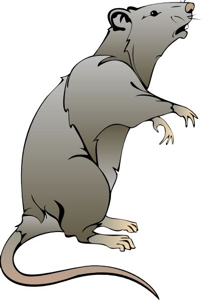 Rat Clip Art At Vector Clip Art Online Royalty Free