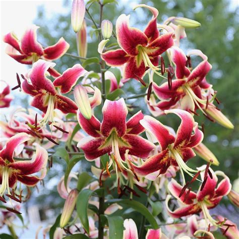 Lily Oriental Trumpet Ot Scheherazade 5 Bulbs Longfield Gardens