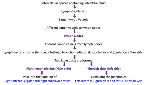Lymphatic System Anatomy Qa