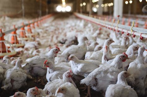 Sunrise Farms Acquires Ontario Poultry Company Meatpoultry