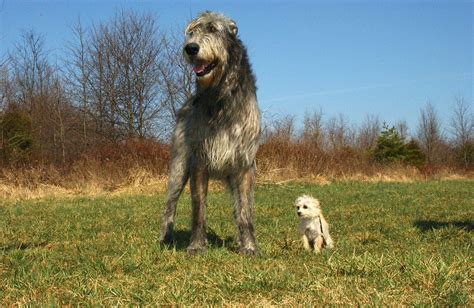 The Irish Wolfhound A Majestic And Loyal Dog Breed