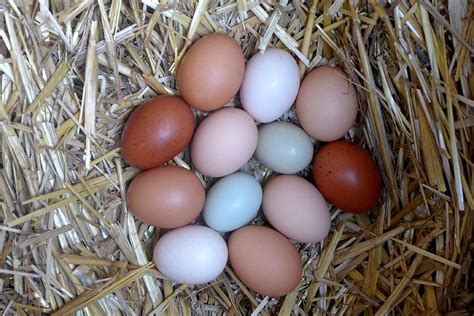 Des œufs de différentes couleurs issus de poules de races diverses