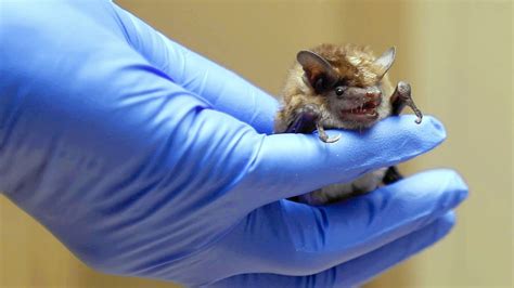 How Do Bats Spread Rabies