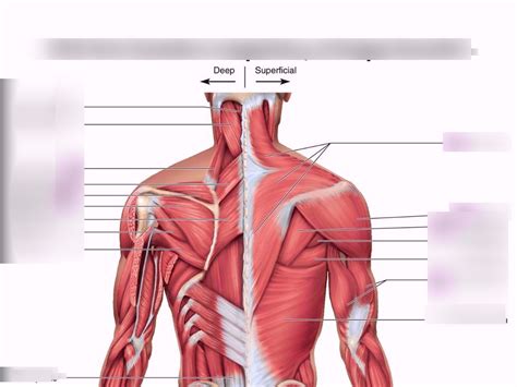 Posterior Muscles Of The Shoulder Back And Arm Diagram Quizlet