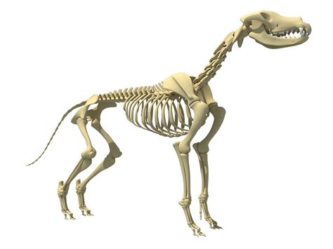 Realistic Dog Skeleton 3d Model Cgtrader