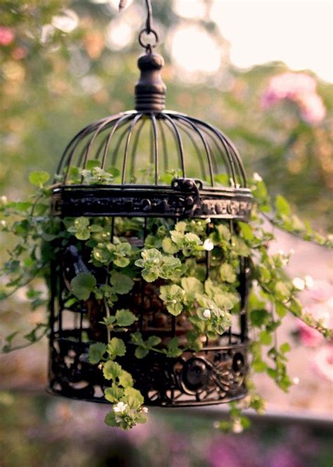 Bird Cage Plant 10 Ways To Use Birdcages In Your Home