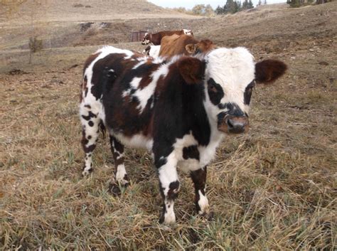 1 - Purebred Normande Bull Calf - Montana