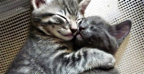 10 Photos Of Cats Hugging Is The Cutest Thing Ever