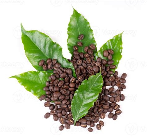 Roasted Coffee Bean With Leave On White Background 3613978 Stock Photo