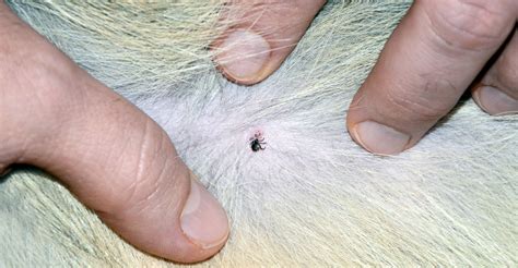 Can Dogs Get Fleas Or Ticks In The Winter