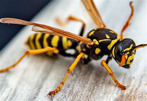 Sting Insects Prevention Pest Control Termite Inspection Treatment Ants Bees Wasps Roaches