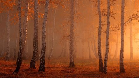Wallpaper Sunlight Forest Nature Branch Mist Tree Autumn