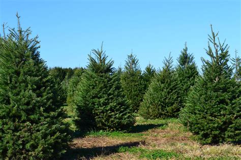 Store has everything you need.and even. Festivities and Firs: 8 Long Island Christmas Tree Farms ...