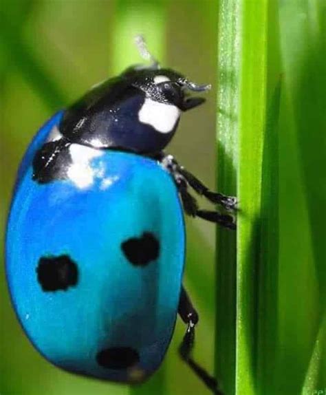 Blue Ladybug Learn About Nature