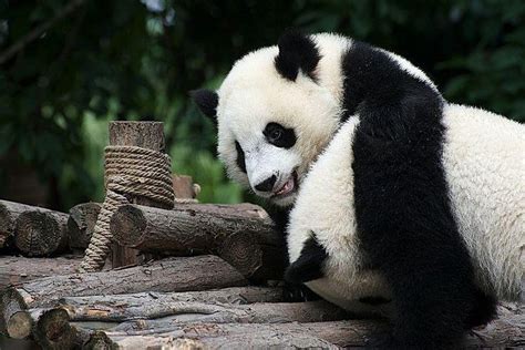 French Zoos Pregnant Panda Expects Twins